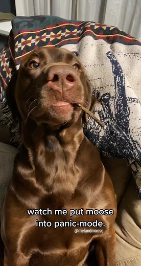 Moose Panicking: Searching for the Reset Button!