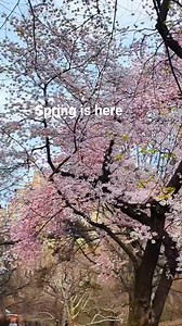 1.5K views · 62 reactions | Spring is here in New York City. #spring #nyc | USA Travel Lovers | Facebook