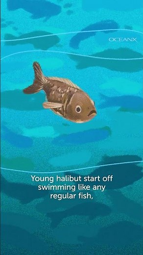 This Giant Fish Has a Mind-Blowing Secret