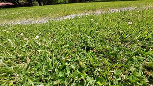 5.8K views · 219 reactions | Test Drive 1964 Chevrolet Impala SS Sold Fast $34,900 Maplemotors.com #2222 | Maple Motors | Facebook