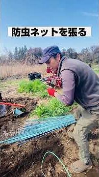 白菜＆ブロッコリー 苗の植付け 防虫ネット #農業 #無農薬栽培 #貴山農園 #野菜 #有機栽培 #白菜 #ブロッコリー
