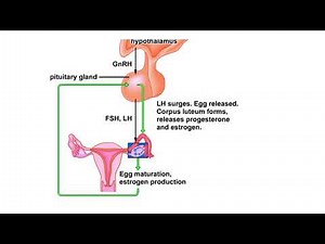 Hormones and the menstrual cycle Animation