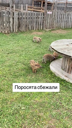 Playful Piglets Exploring Their Grassy Enclosure