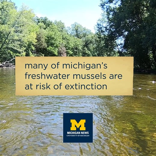 6.5K views · 61 reactions | 30 of the 43 native freshwater mussels in the state of Michigan are considered at risk for extinction. A pair of U-M biologists recently completed fieldwork along the Huron River and the River Raisin that studied the mussels’ remarkable reproductive cycle. More from University of Michigan News: myumi.ch/3Qng2 | University of Michigan | Facebook