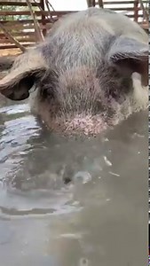 223K views · 2.4K reactions | Nothing to see here, Just a little piggy blowing bubbles in the bath  Video - Santuario Vegan | Animal Save Movement | Facebook