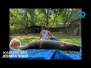 Kapuso Mo, Jessica Soho: Monster fish in the city?