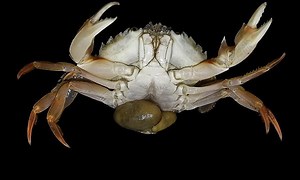 Sacculina, một loại ký sinh trùng đáng sợ biến cua đực thành cua cái