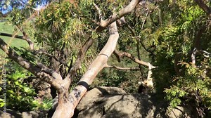 4K HD Video of Lar Gibbon, also known as the white-handed gibbon, is a diurnal primate, an omnivore common in South East Asia, Male on rocks, female swings through on branches, hanging briefly