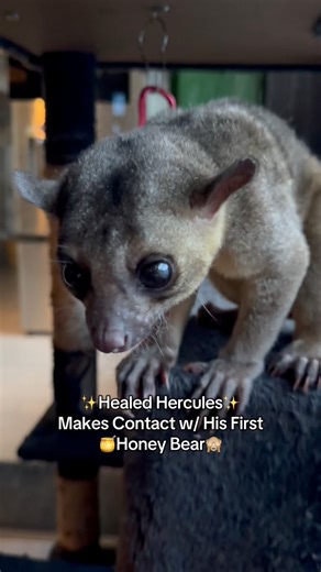 Hercules is such an inspirational example of the love and dedication that goes into the animal care here. My heart tells me that little by little he will accept the others and live indoors. He’s currently living in the same enclosure, but quarentined to help his transition. He can see and touch the others, but have personal space and get away as needed. This is helping him adapt — he just needs time. 🐻🙏 In September, Kinkatopia is facing a $10k annual insurance bill (technically 2 bills). I fa