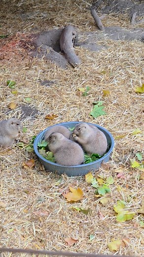 🎉 Prairie Dog party in the food tray!!! 🤗 #prairiedog #zoo #feedingtime #fun | Saginaw Children's Zoo
