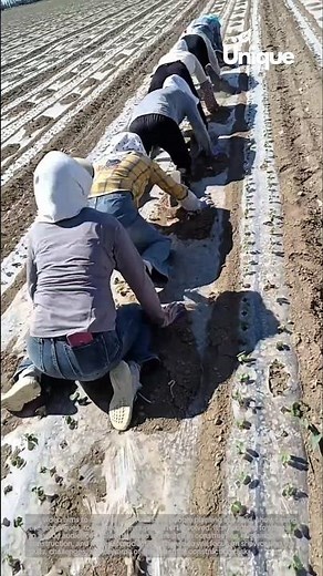 Field planting for beginners: a simple guide to planting in a field