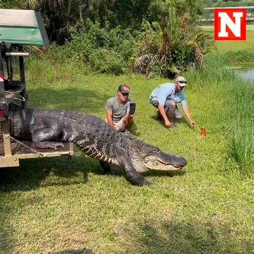 1M views · 10K reactions | An alligator measuring 12 foot 3 inches has been relocated to a zoo in Palmdale, Florida. The gator was caught paying a second visit to the MacDill Air Force Base near Tampa.  | Newsweek | Facebook