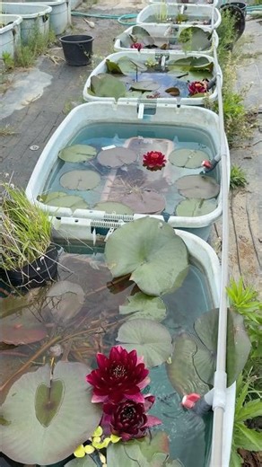5/10赤黒睡蓮ゾーン #ガーデニング #aquarium #flowers #ビオトープ #めだか #メダカ #園芸 #medak #waterlily #garden #植物 #アクアリウム