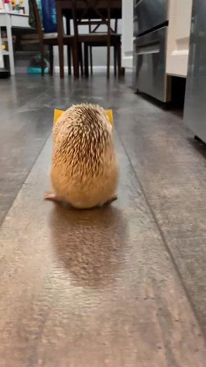 🤣 Hilarious Hedgehog Antics — Get Ready to Laugh Out Loud with This Adorable Little Star! 🦔 | Hedgehog Freak