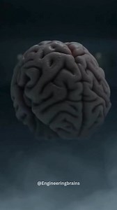 A large-scale brain-imaging study revealed that the stress, isolation, and lifestyle disruption of the COVID-19 pandemic aged the human brain by an average of 5.5 months—including in people who were never infected. Changes were most notable in areas linked to memory, emotion, and cognition, highlighting how environmental stress alone can affect brain structure. Key Facts: • Brain aging observed even in uninfected individuals • Average acceleration: ~5.5 months • Linked to stress and social isola