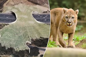 La construction d'un gigantesque écopont réservé aux animaux vient de débuter pour protéger la faune sauvage