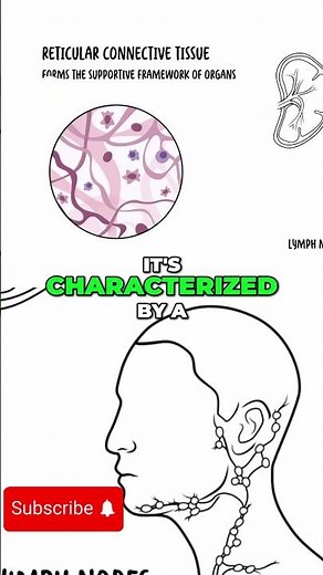 Reticular Connective Tissue Structure and Function Explained #anatomy #biology #doctor
