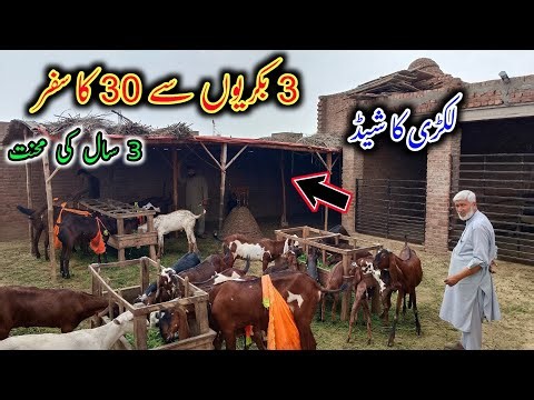 Successful Goat Farmer Who Started With Just 3 Goats - Modern Goat Farming