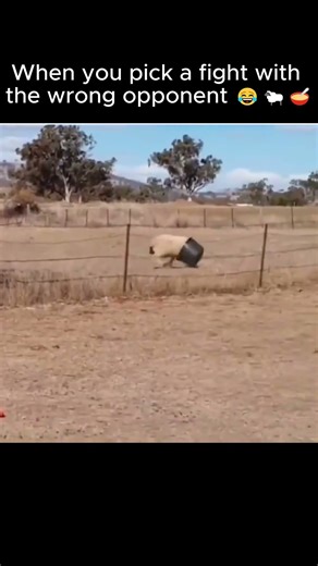 Sheep Challenges a Bowl… and Instantly Regrets It! 😂🐑
