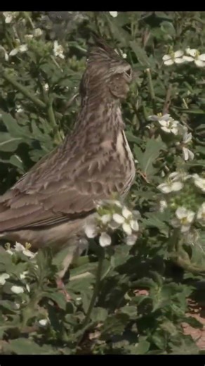 Coujada comun .🐦🐦‍⬛🪶#life #birds #nature #wildlife
