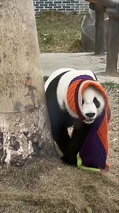 17K views · 1.3K reactions | Fashion model ready for spring 2025 "Because i'm worth it! "  藍藍藍 #panda #fluffy #pandas #cute #naturephotography #nature #care #beautiful #love #babypanda #babypandas #funnyanimals | Pandas, a Light In My Heart | Facebook