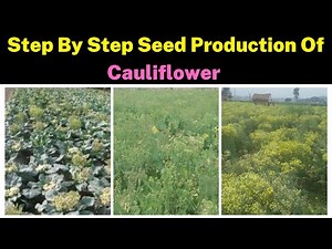 (Step By Step) Seed Production Of Cauliflower For High Yield | Krishi Network