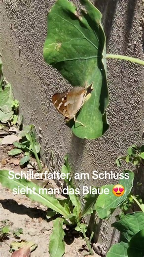 Kleiner Schillerfalter in meinem Garten