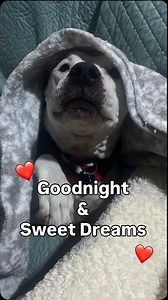 202K views · 12K reactions | Goodnight & sweet dreams from our sweet little crew here in Wichita! ❤️✨ #adopt #foster #notyouraverageshelter #alwaysandfurever | Always & Furever Midwest Animal Sanctuary | Facebook
