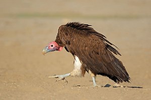 Discover the Lappet-Faced Vulture – The Largest Vulture in Africa