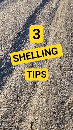3 Shelling Tips for the 10k 🐚 #seashell #beach #shellinginflorida @treasureseekerstours
