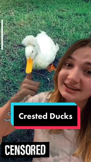 Exploring the World of Crested Ducks on the Farm