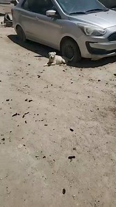 Animal Rescue By Paloma on Reels