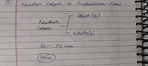 Question: Feather Colour in Andalusian FowlGiven:Black feath... | Filo