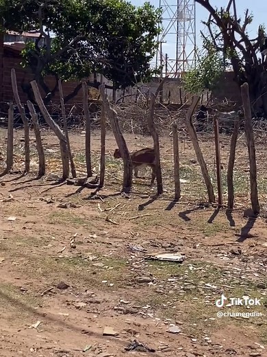 Os vídeos de Q.r.a. Chameguim (@chameguim) com som original - Q.r.a. Chameguim