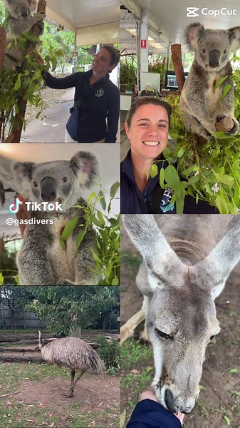 G’Day from Australia! Quick layover before we dive out last destination of the year! #koala #kangaroo #australia #bucketlisttravel #exploremore