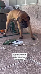 1.5M views · 10K reactions | #diva #DanceWithTurboTax #fyp #bowsersworld #dogsofinstagram #pov #mastiffsofinstagram #animalsof #petsof | bowserthemastiff | Facebook