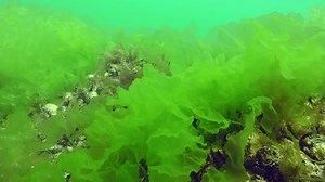 Vast thickets of Sea lettuce (Ulva lactuca) on the seabed.