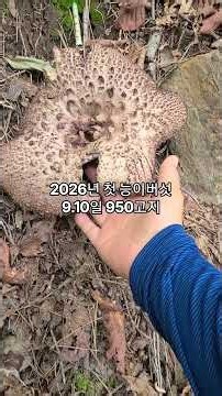 2026년 첫 능이버섯을 보았습니다 #능이버섯 #능이버섯산행