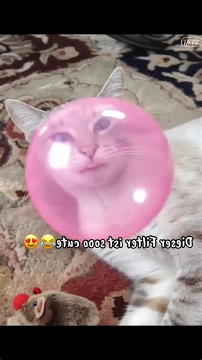 new bubble gum filter effect template ai cat dog pet humans Bubble Gum Filter Tutorial, How to get Pet Bubble Gum Effect, TikTok Bubble Gum AI Effect, Cute Bubble Gum Filter Template, Human Version Bubble Gum Filter, Cat Blowing Bubble Gum Effect, Dog Bubble Gum AI Filter, Pet Funny Bubble Gum Video Tutorial, Cute Pet Bubble Gum Effect Template, Pet Version Bubble Gum Challenge, CapCut Bubble Gum Filter Creation, AI Generated Bubble Gum Effect Tutorial, Bubble Gum Filter Material Download, How t