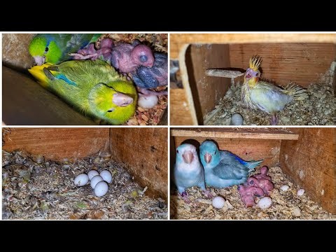 Update on BREEDING of Parrotlets, Lovebirds and Cockatiels