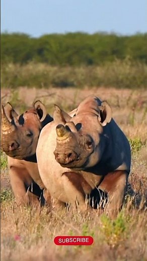 A 2-Ton Animal That Can Outrun You 😳