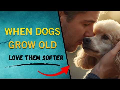 Understanding aging dogs | Signs, behavior & comfort tips