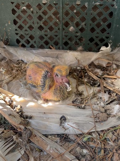 Egg Hatching: Baby Pigeon Miracle