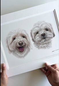 Adorable Cavachon & Maltese Mix Dog Portraits