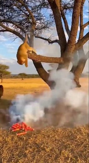 🦁Monkey’s Firecracker Prank: Lions Scramble in the Savannah!🐒💥