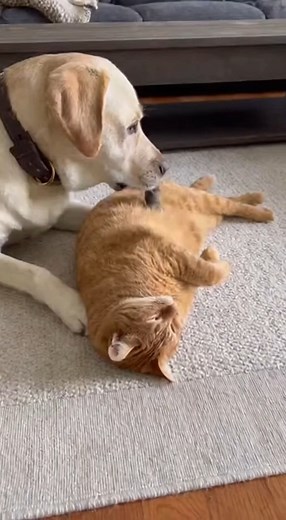 nooooo...🤣🤣🤣🤣 . . . . . . . .. . #cat #catlovers #catoftheday #funnycat #funnycatvideos #funnycatmoments #petfriendly | Cat Lovers