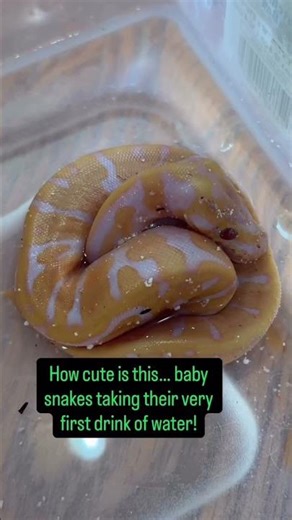 How cute are these baby Ball Pythons having their first drinks of water😍🐍