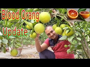 moro blood orange plant update Care and tips/ব্লাড অরেঞ্জ /রক্ত কমলা/Red malta