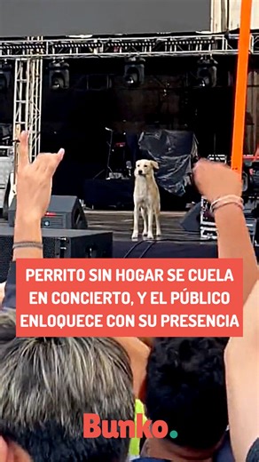 159K views · 10K reactions | Este hermoso perrito burló la seguridad de un concierto y fue el primer artista en abrir el escenario. Todo el público enloqueció con su presencia 落. | Bunko | Facebook