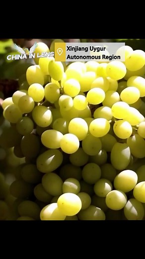 Xinjiang farmers buzz with reaping grapes 🍇 #amazingfacts #culture #China #chinainlens